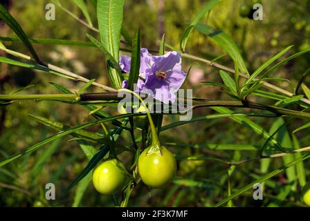 Australia, Tasmanian Kangaroo Apple named Poroporo by Aborigines Stock Photo