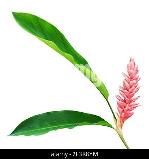 Pink Ginger Flower with Green Leaves Isolated on White Background with Clipping Path Stock Photo