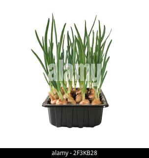 Green onions grow in a plastic tray. Food isolated on a white background Stock Photo