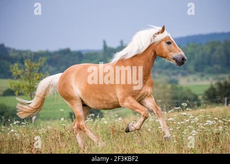 Haflinger Horse. Chestnut gelding galloping in a flowering meadow. Germany Stock Photo