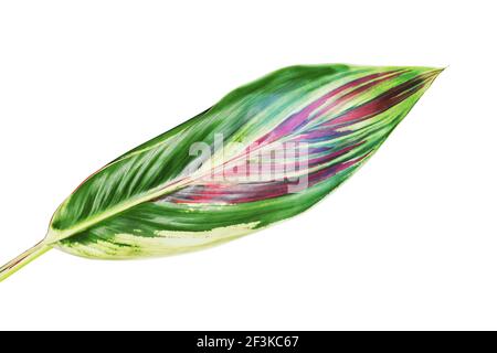 Colorful Leaf of Cordyline fruticosa (L.) A. Chev., Good Luck Plant Isolated on White Background with Clipping Path Stock Photo