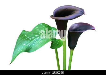 Blooming Dark Violet Calla Lily Flowers with Green Leaf Isolated on White Background with Clipping Path Stock Photo