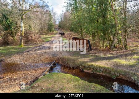 Ponies roaming freely in the New Forest national park with footpath and stream in March, Hampshire, UK Stock Photo