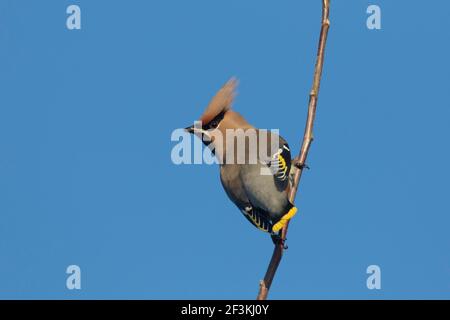 Waxwing (Bombycilla garrulus). Adult bird clinging to a twig. Germany Stock Photo