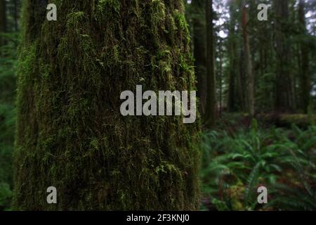 Moss covered redwood-tree in a rainforest, Vancouver Island, Canada. Stock Photo