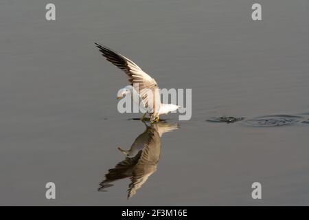A Slender-billed Gull (Chroicocephalus genei), hunting fish with it's wings raised high and casting a beautiful reflection in the shallow waters at Ra Stock Photo