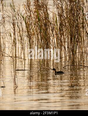 Silhouette of a Little Grebe (Tachybaptus ruficollis), swimming about in a lake and amongst reeds. Stock Photo