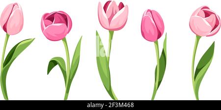Vector set of five pink tulips isolated on a white background. Stock Vector