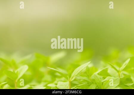 Blur green leaves on sunshine background. Closeup nature view of green leaf on blurred greenery in the garden with copy space using as a background. Stock Photo