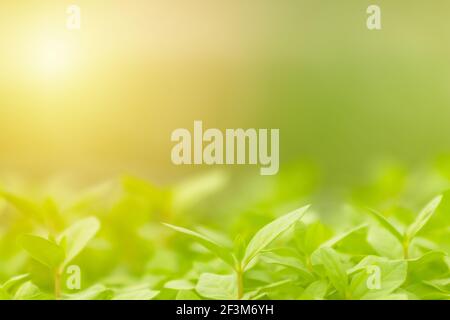 Blur green leaves on sunshine background. Closeup nature view of green leaf on blurred greenery in the garden with copy space using as a background. Stock Photo