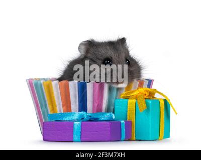 Cute baby hamster, sitting in cupcake paper beside toy presents. Looking towards camera. Isolated on a white background. Stock Photo