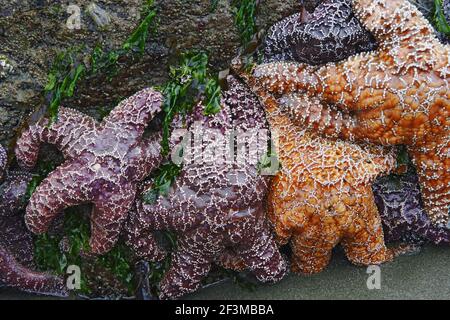 Ochre Sea Star exposed at low tide(Pisaster ochraceus) Olympic National Park Washington State, USA IN000099 Stock Photo