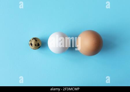 Three type of different birds eggs isolated on blue paper background. Various size and kind choice concept. Quail, egg and turkey eggs nutrients Stock Photo