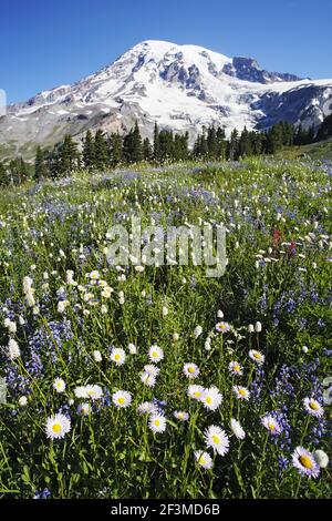 Mount Rainier with alpine meadow flowers, mainly: Subalpine Daisy (Erigeron peregrinus) Broadleaf Lupin (Lupinus latifolius) American Bistort (Polygon Stock Photo