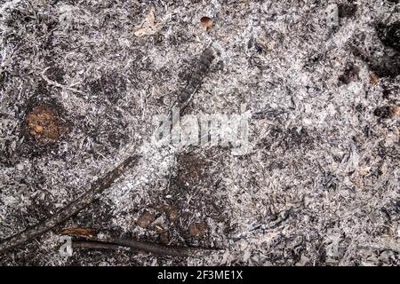 The abstract pile of ashes after the fire went out. Burning wood ash background and texture. Stock Photo