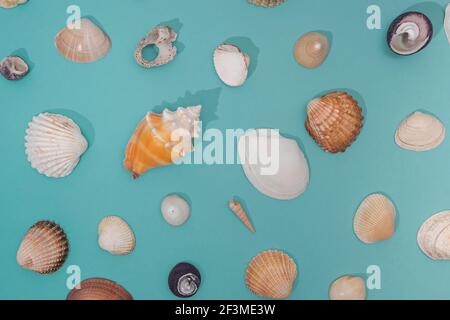 Various seashells pattern on pastel blue background Stock Photo
