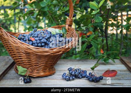 Freshly picked aronia berries in wicker basket on wooden table Stock Photo