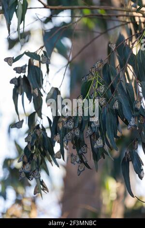 Monarch Danaus plexippus, winter roosting colony on migration, Pacific Grove, Monterey, California, October Stock Photo