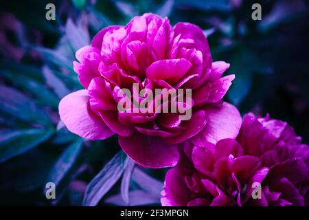 Pink peony flowers, close up blue toned photo Stock Photo