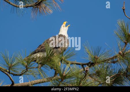 An adult bald eagle perched on a branch against a blue sky calls out in north Idaho. Stock Photo