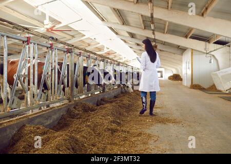 View from the back of a veterinarian conducting regular inspections of cattle on a dairy farm. Stock Photo