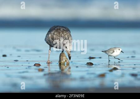 Western gull Larus occidentalis, adult swimming in harbour, Moss Landing, California, USA, October Stock Photo