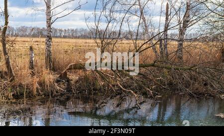 A beaver has cut down a tree Stock Photo