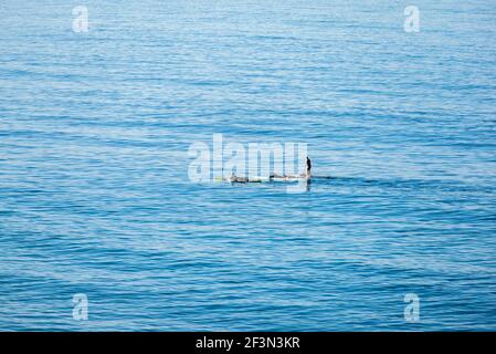 Three people paddle boarding in the Pacific Ocean on a winter morning. Encinitas, California, USA.