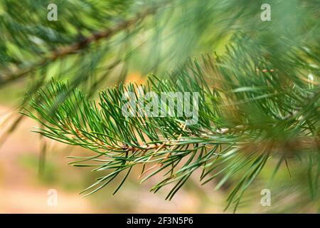 Green needles. Close-up of pine branches. Soft focus Stock Photo