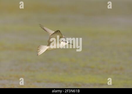 Whiskered Tern (Chlidonias hybrida) in flight at Kheda, Gujarat, India Stock Photo