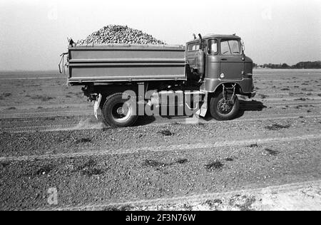 30 November 1984, Saxony, Eilenburg: Potato harvest in the Leipzig district in the mid-1980s in the fields of the LPG Pflanzenproduktion. Exact date of photograph not known. Photo: Volkmar Heinz/dpa-Zentralbild/ZB Stock Photo