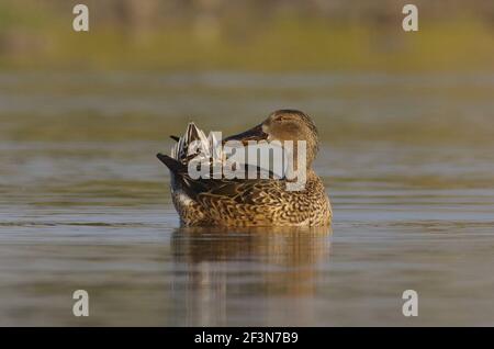 Northern Shoveler (Spatula clypeata) at kheda, Gujarat, India Stock Photo