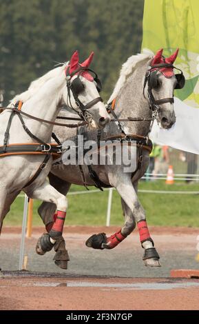 team of white driving horses in harness running in water hazard at driving competition wearing red ear covers red leg protection boots and blinders Stock Photo