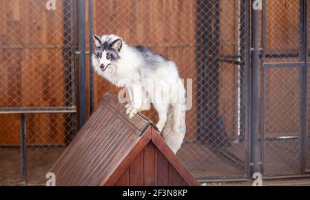 Beautiful, fluffy white fox in the zoo. A wild animal in an animal shelter. Stock Photo