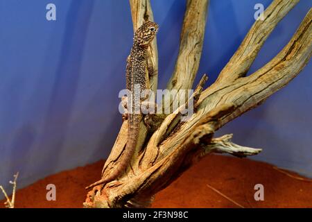 Australia, central netted dragon lizard Stock Photo