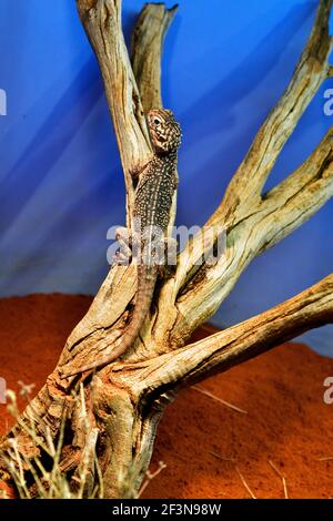 Australia, central netted dragon Stock Photo