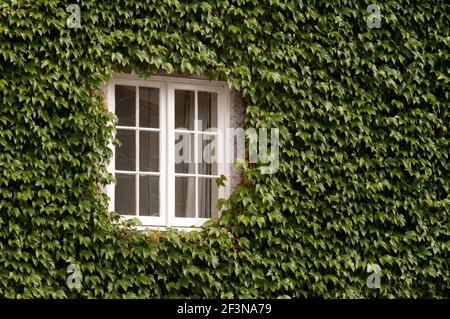 Many of Oxford's historic buildings are adorned by creepers and climbing plants, which although attractive can have detrimental effects on heritage ar Stock Photo