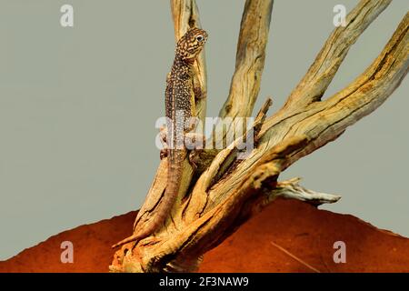 Australia, central netted dragon lizard Stock Photo