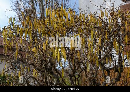 Male Hazel catkins of the corkscrew hazel (Corylus avellana contorta) in spring.  Germany, Europe Stock Photo