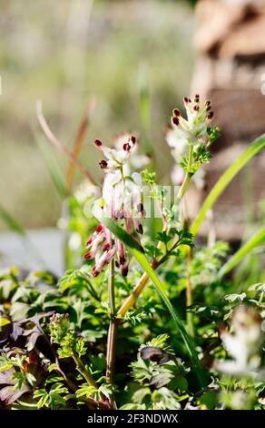 Pink flowers of common fumitory -fumaria officinalis - in a field , spontaneous flower during springtime Stock Photo