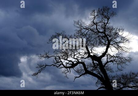 Old oak tree silhouette on a hill at a colorful sunset blue hour in ...