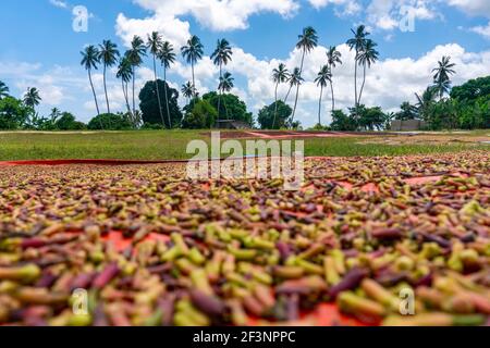 Clove Drying on the thatched mats at Pemba island, Zanzibar, Tanzania Stock Photo