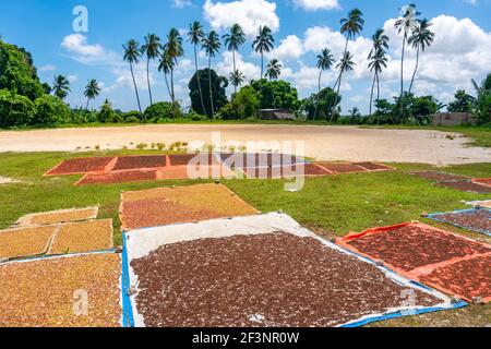 Clove Drying on the thatched mats at Pemba island, Zanzibar, Tanzania Stock Photo