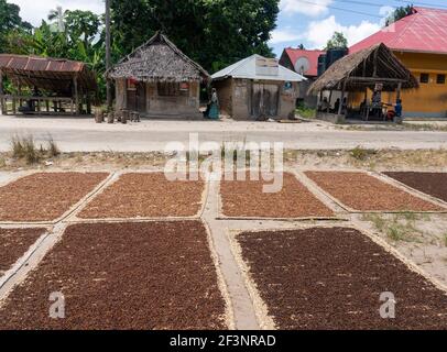 Clove Drying on the thatched mats along the Road at Pemba island, Zanzibar, Tanzania Stock Photo