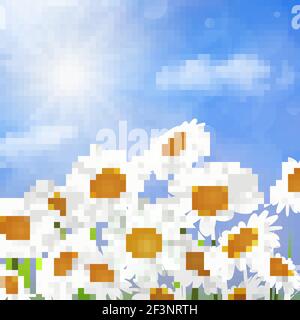 White daisy chamomile flowers Stock Vector