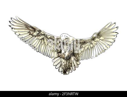 Long-eared Owl, Eagle owl, Polar owl in flight from a splash of watercolor, colored drawing, realistic. Vector illustration of paints Stock Vector
