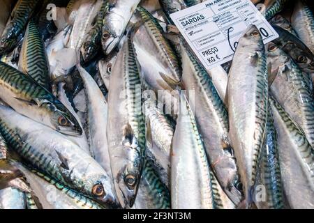 Atlantic mackerel fish in market in Tavira, Algarve Portugal Stock Photo