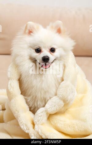 A cute white Pomeranian spitz wrapped in a fluffy blanket. The dog is sitting on the couch.