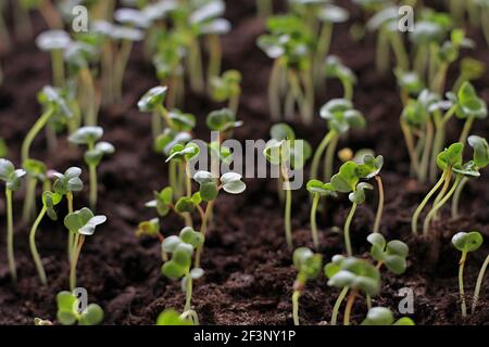 small green plants seedlings growing in a plastic pot inside a greenhouse stock photo Stock Photo