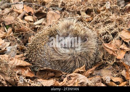 Hedgehog (Erinaceus europaeus) sleeping in autumn  leaves (captive), UK Stock Photo